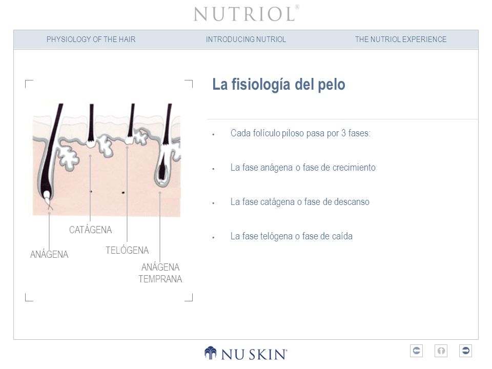 La fisiología del pelo Cada folículo piloso pasa por 3 fases: