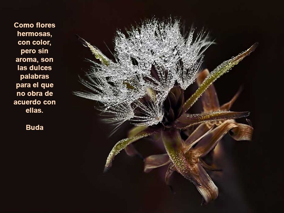 Como flores hermosas, con color, pero sin aroma, son las dulces palabras para el que no obra de acuerdo con ellas.