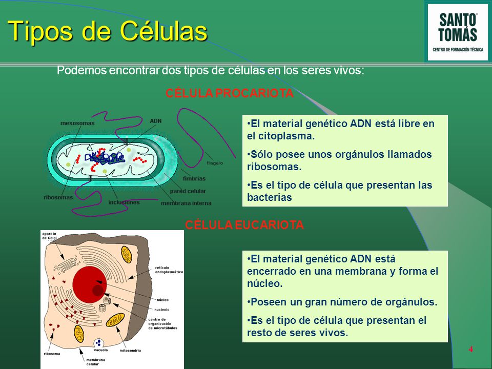 Tipos de Células Podemos encontrar dos tipos de células en los seres vivos: CÉLULA PROCARIOTA.