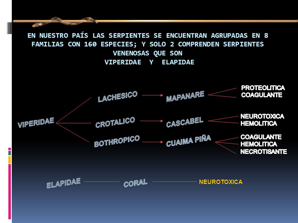 EN NUESTRO PAÍS LAS SERPIENTES SE ENCUENTRAN AGRUPADAS EN 8 FAMILIAS CON 160 ESPECIES; Y SOLO 2 COMPRENDEN SERPIENTES VENENOSAS QUE SON VIPERIDAE Y ELAPIDAE