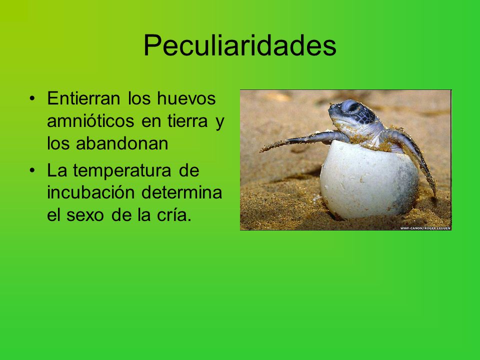Peculiaridades Entierran los huevos amnióticos en tierra y los abandonan.