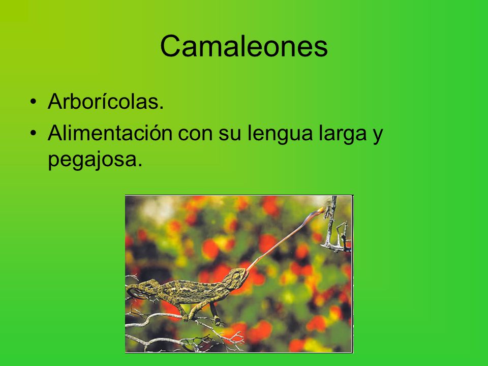 Camaleones Arborícolas. Alimentación con su lengua larga y pegajosa.