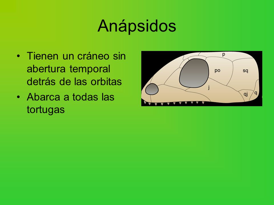 Anápsidos Tienen un cráneo sin abertura temporal detrás de las orbitas