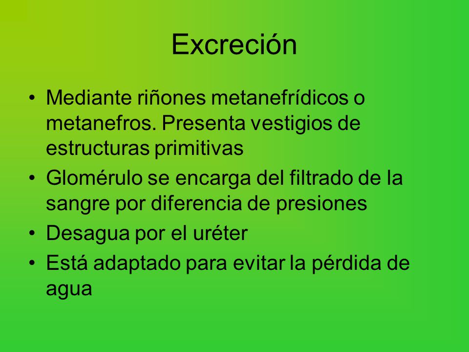 Excreción Mediante riñones metanefrídicos o metanefros. Presenta vestigios de estructuras primitivas.