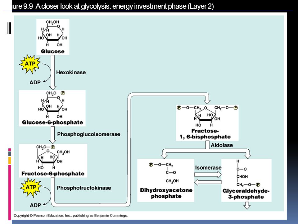 Figure 9.9 A closer look at glycolysis: energy investment phase (Layer 2)