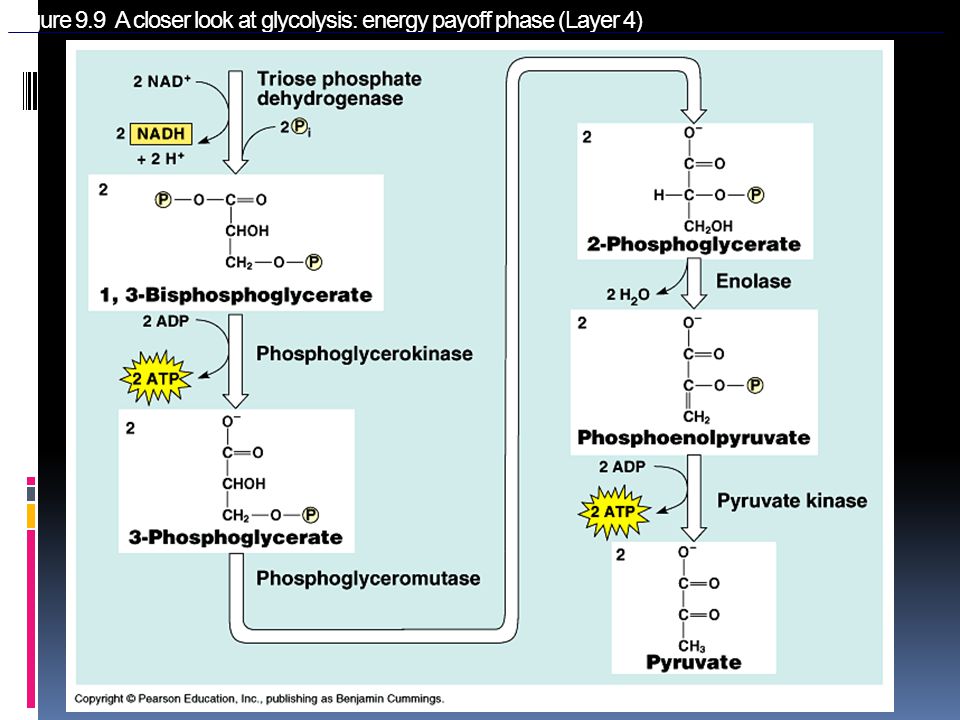 Figure 9.9 A closer look at glycolysis: energy payoff phase (Layer 4)