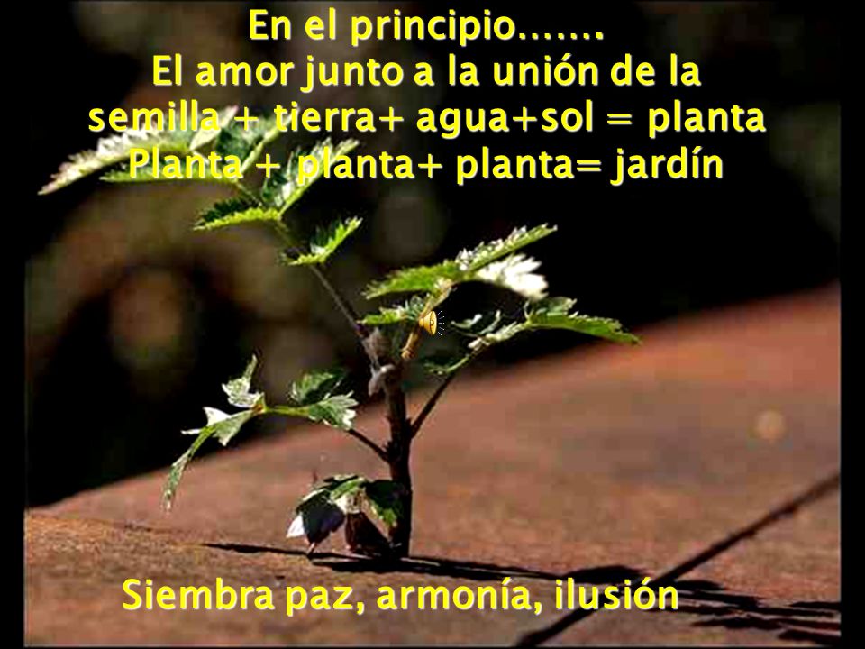 El amor junto a la unión de la semilla + tierra+ agua+sol = planta