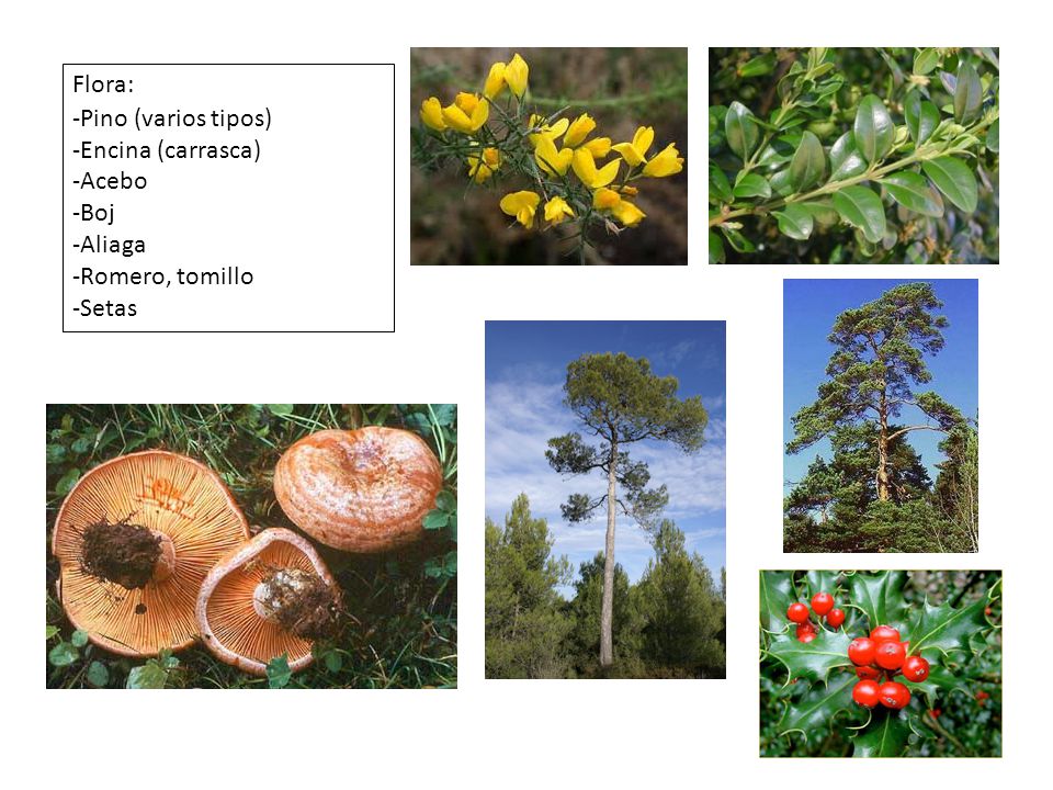 Flora: Pino (varios tipos) Encina (carrasca) Acebo Boj Aliaga Romero, tomillo Setas