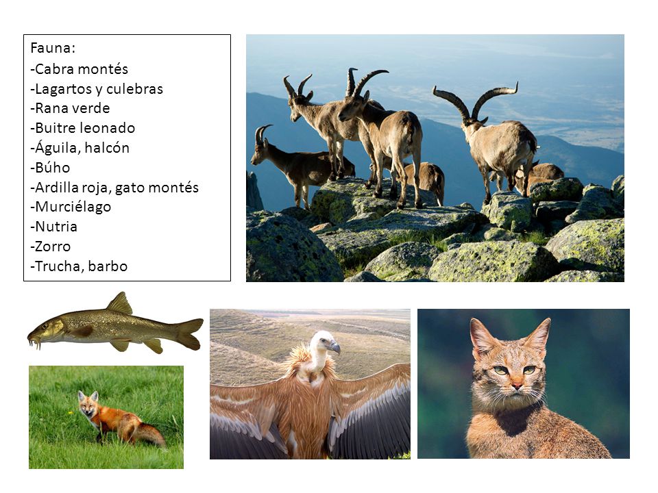 Fauna: Cabra montés. Lagartos y culebras. Rana verde. Buitre leonado. Águila, halcón. Búho. Ardilla roja, gato montés.
