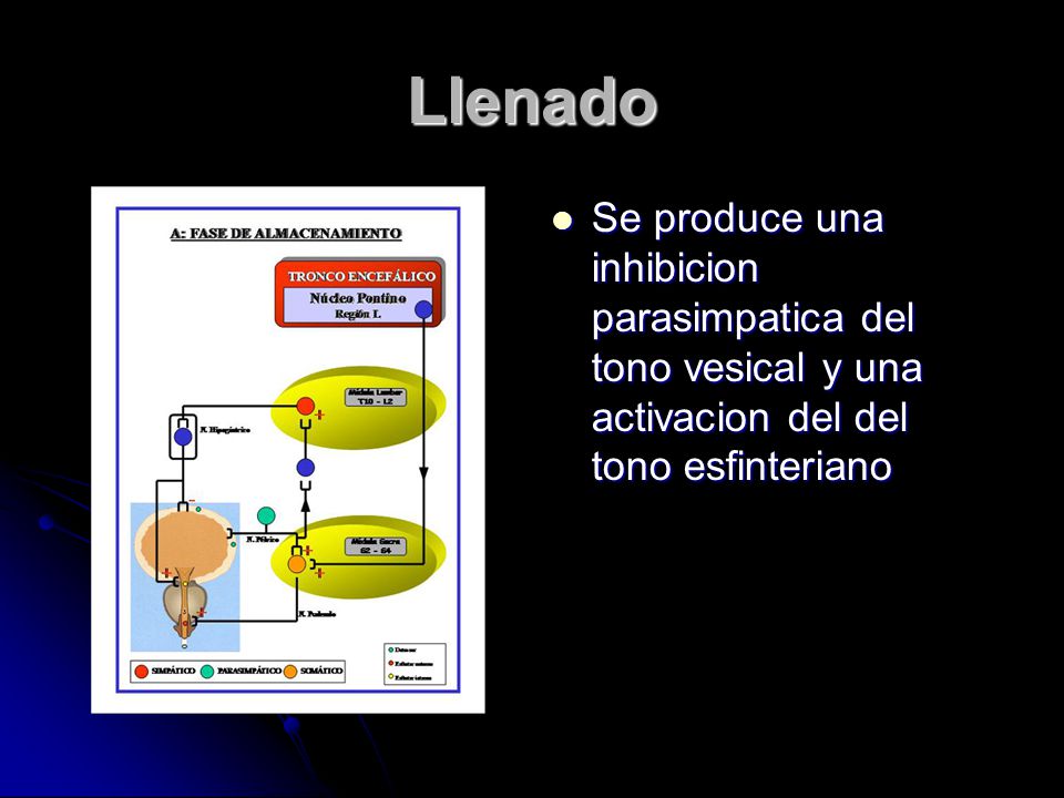 Llenado Se produce una inhibicion parasimpatica del tono vesical y una activacion del del tono esfinteriano.