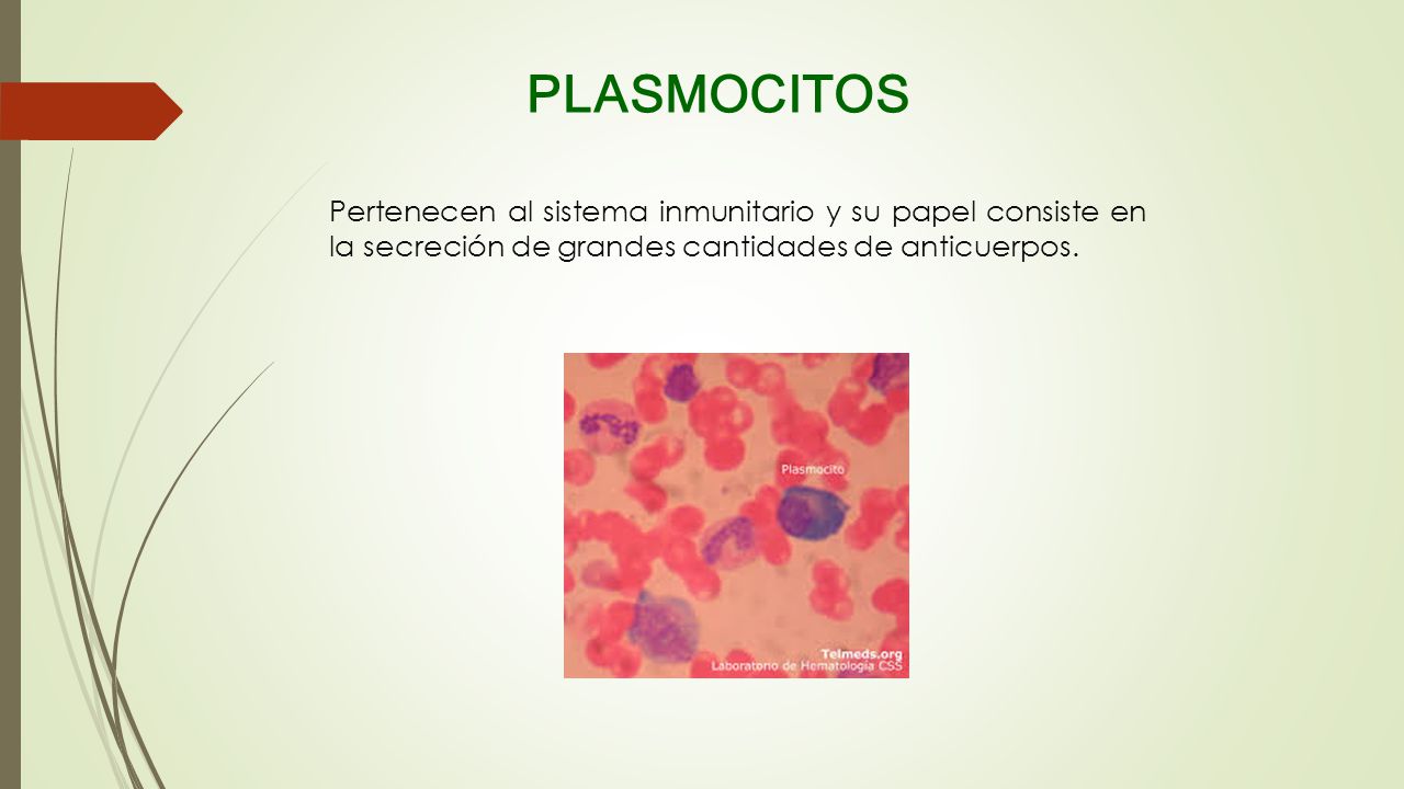 PLASMOCITOS Pertenecen al sistema inmunitario y su papel consiste en la secreción de grandes cantidades de anticuerpos.