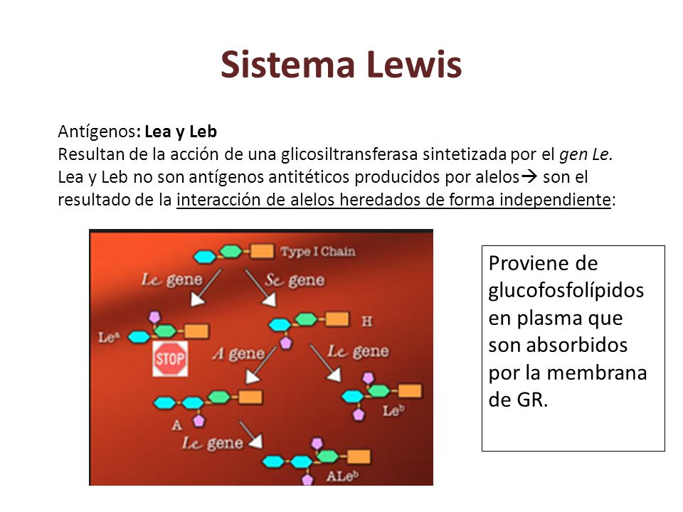 Sistema Lewis Antígenos: Lea y Leb. Resultan de la acción de una glicosiltransferasa sintetizada por el gen Le.