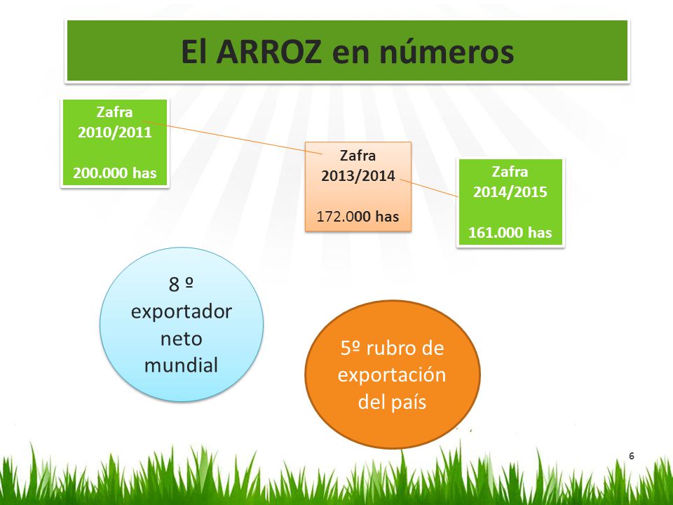 El ARROZ en números 8 º exportador neto mundial