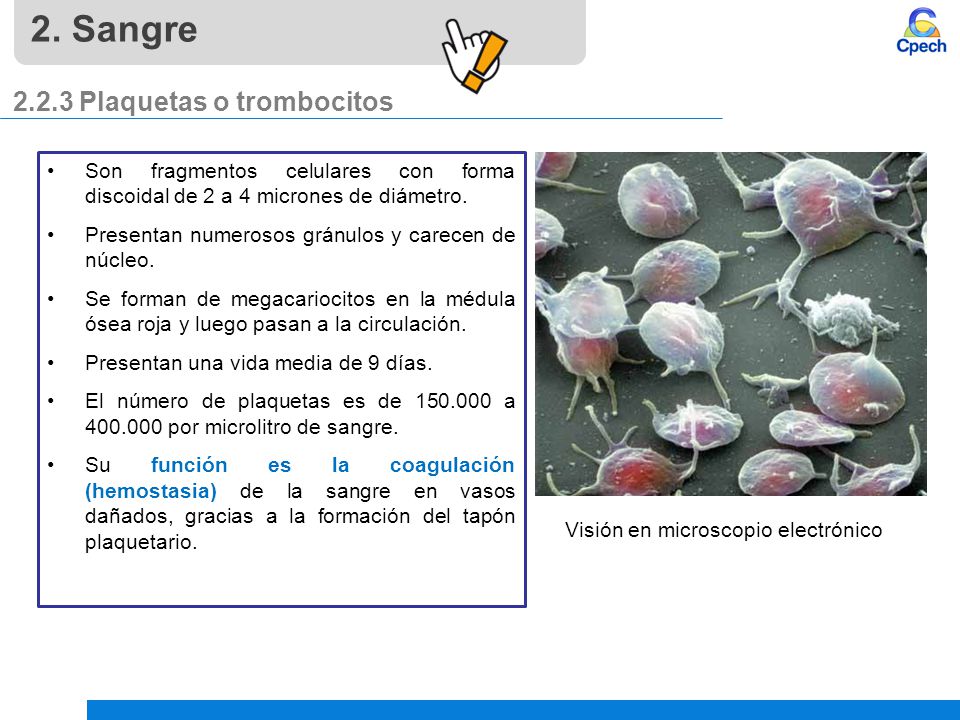 2. Sangre Plaquetas o trombocitos