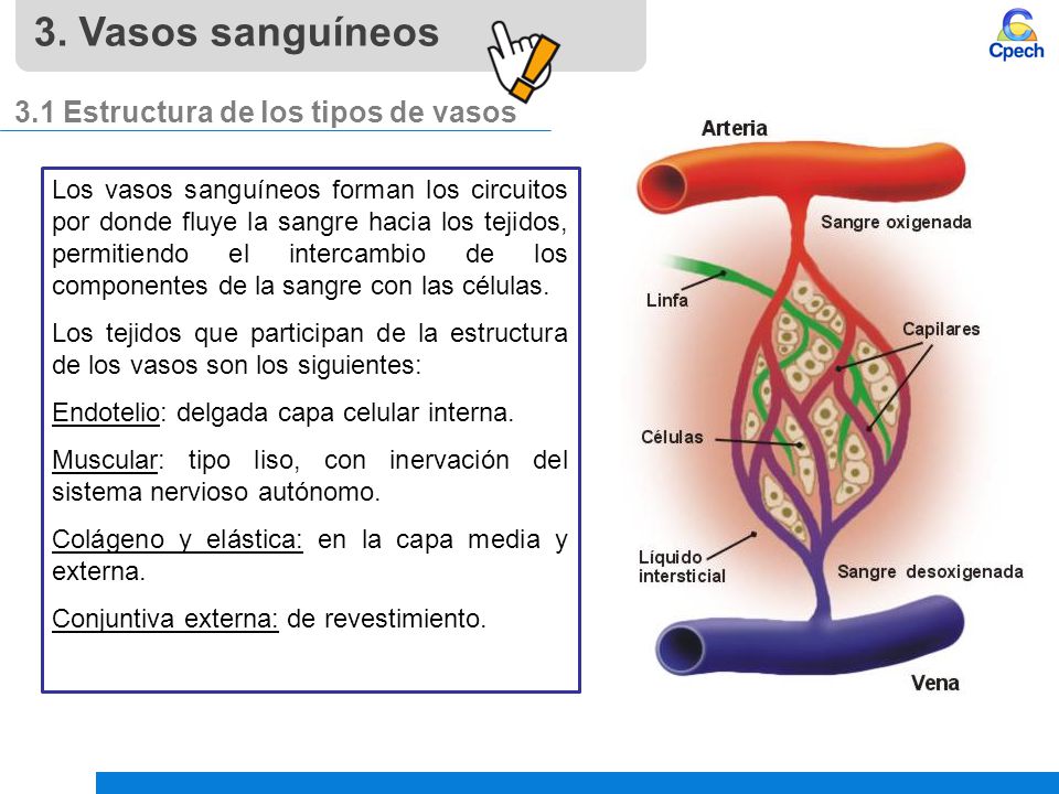 3. Vasos sanguíneos 3.1 Estructura de los tipos de vasos