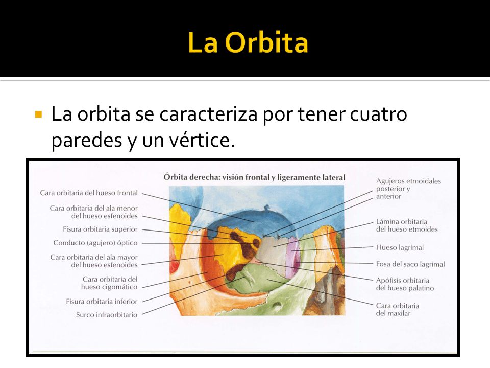 La Orbita La orbita se caracteriza por tener cuatro paredes y un vértice.