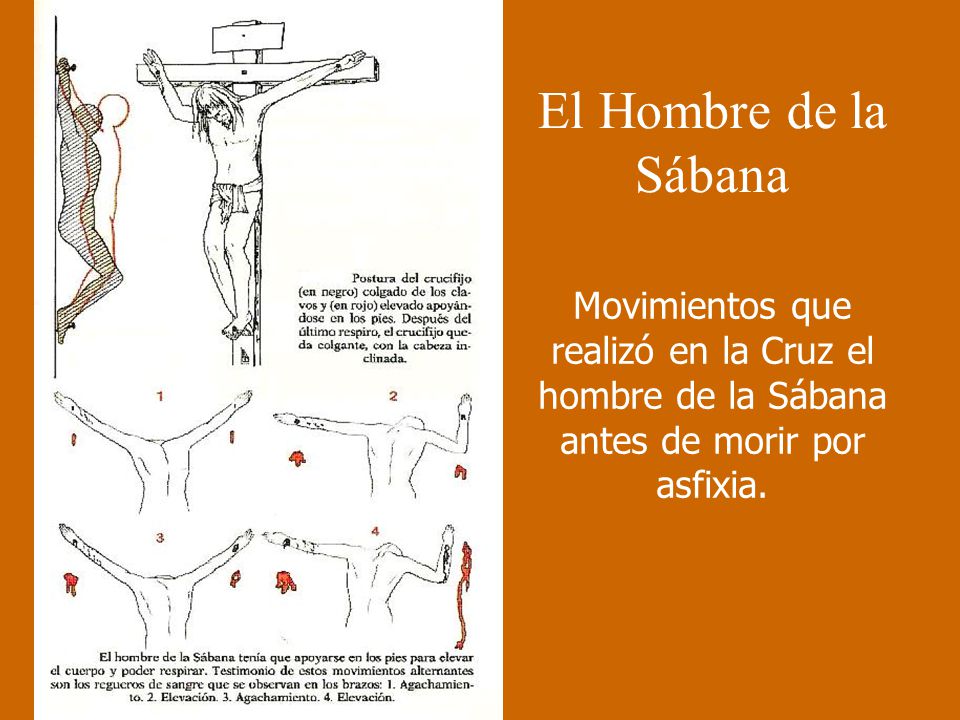 El Hombre de la Sábana Movimientos que realizó en la Cruz el hombre de la Sábana antes de morir por asfixia.