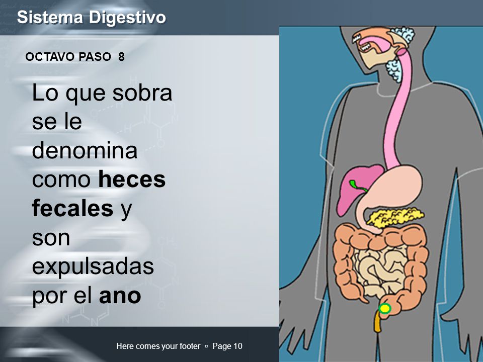 Sistema Digestivo OCTAVO PASO 8. Lo que sobra se le denomina como heces fecales y son expulsadas por el ano.