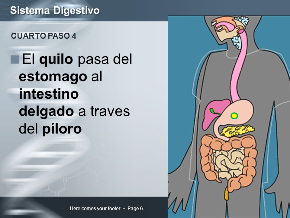 El quilo pasa del estomago al intestino delgado a traves del píloro