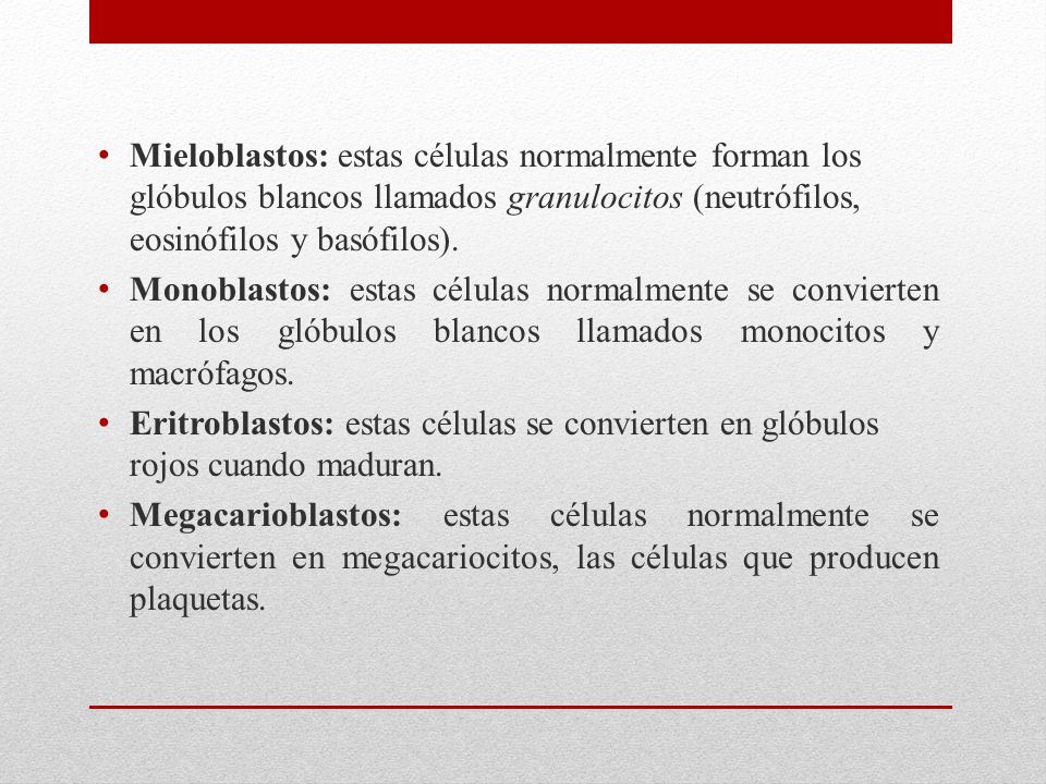 Mieloblastos: estas células normalmente forman los glóbulos blancos llamados granulocitos (neutrófilos, eosinófilos y basófilos).