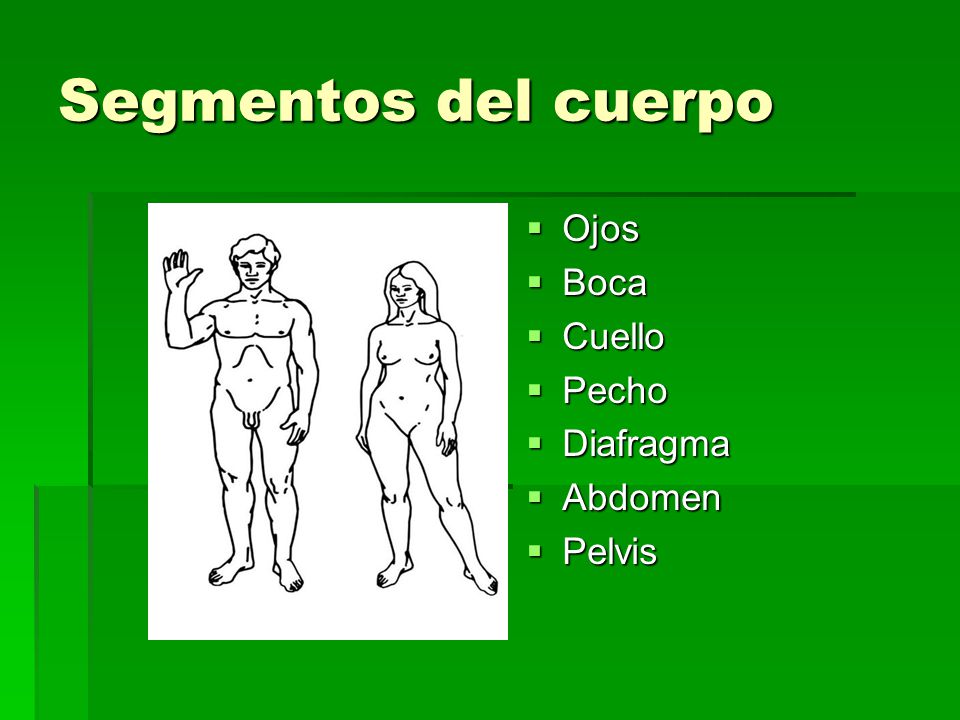 Segmentos del cuerpo Ojos Boca Cuello Pecho Diafragma Abdomen Pelvis