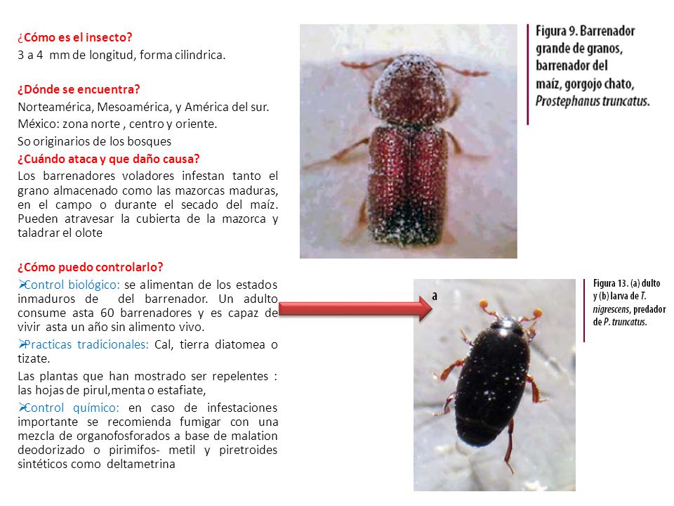 ¿Cómo es el insecto 3 a 4 mm de longitud, forma cilindrica. ¿Dónde se encuentra Norteamérica, Mesoamérica, y América del sur.