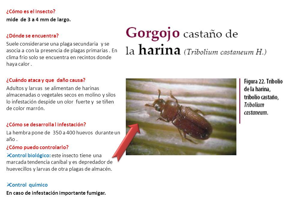 ¿Cómo es el insecto mide de 3 a 4 mm de largo. ¿Dónde se encuentra
