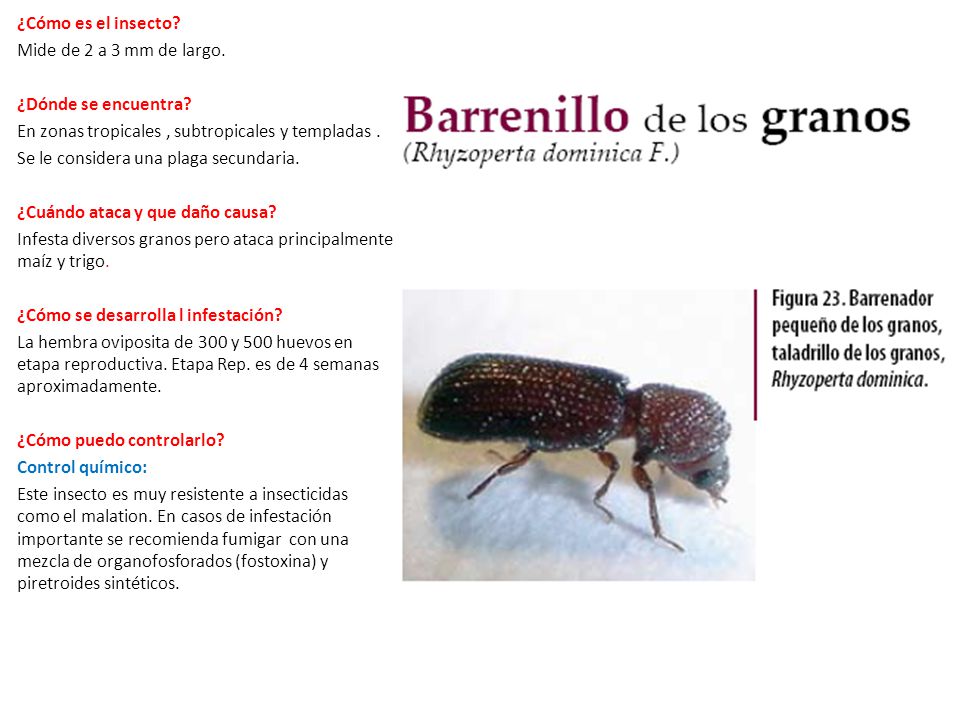 ¿Cómo es el insecto Mide de 2 a 3 mm de largo. ¿Dónde se encuentra En zonas tropicales , subtropicales y templadas .