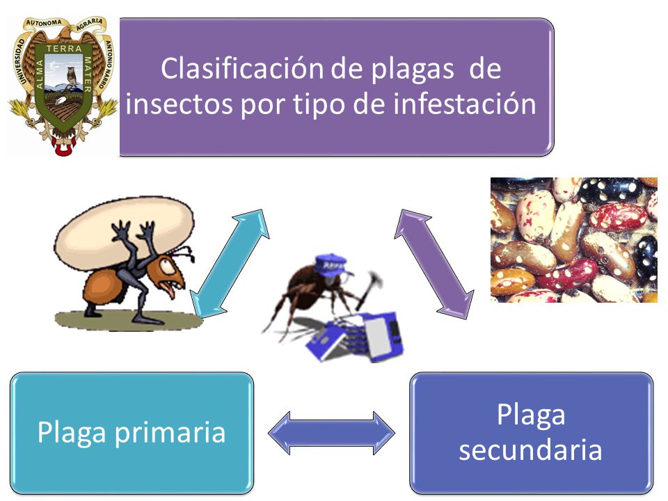 Clasificación de plagas de insectos por tipo de infestación