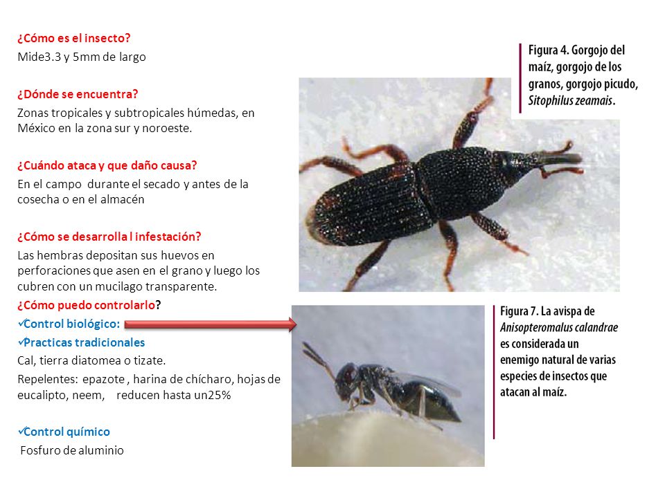 ¿Cómo es el insecto Mide3.3 y 5mm de largo. ¿Dónde se encuentra Zonas tropicales y subtropicales húmedas, en México en la zona sur y noroeste.
