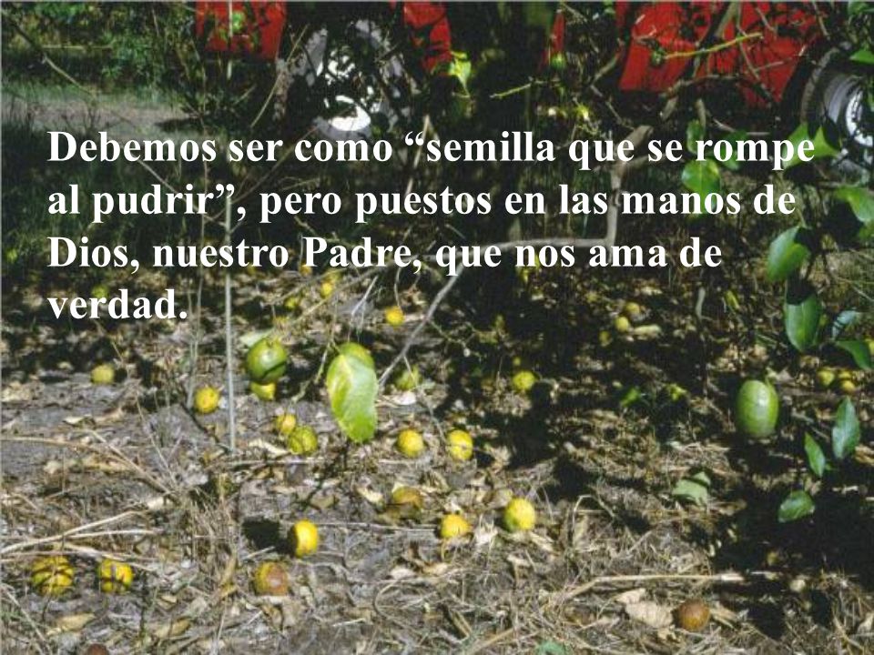 Debemos ser como semilla que se rompe al pudrir , pero puestos en las manos de Dios, nuestro Padre, que nos ama de verdad.