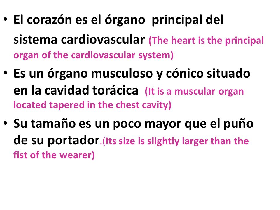 El corazón es el órgano principal del sistema cardiovascular (The heart is the principal organ of the cardiovascular system)