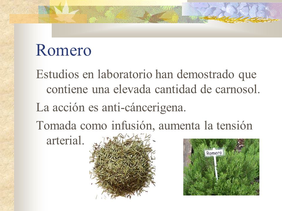 Romero Estudios en laboratorio han demostrado que contiene una elevada cantidad de carnosol. La acción es anti-cáncerigena.