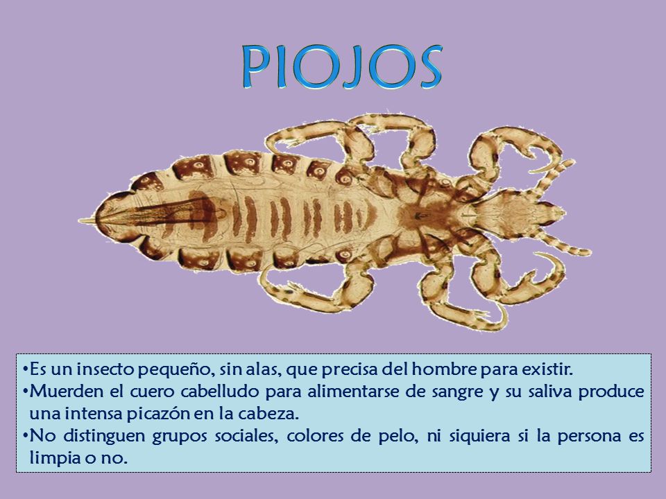 PIOJOS Es un insecto pequeño, sin alas, que precisa del hombre para existir.