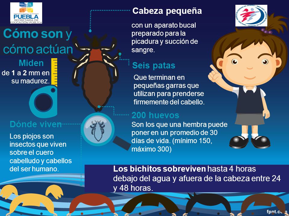 Cómo son y cómo actúan Cabeza pequeña Miden Seis patas 200 huevos