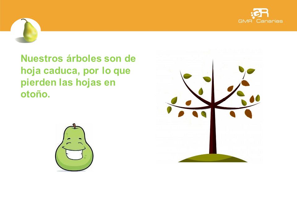 Nuestros árboles son de hoja caduca, por lo que pierden las hojas en otoño.