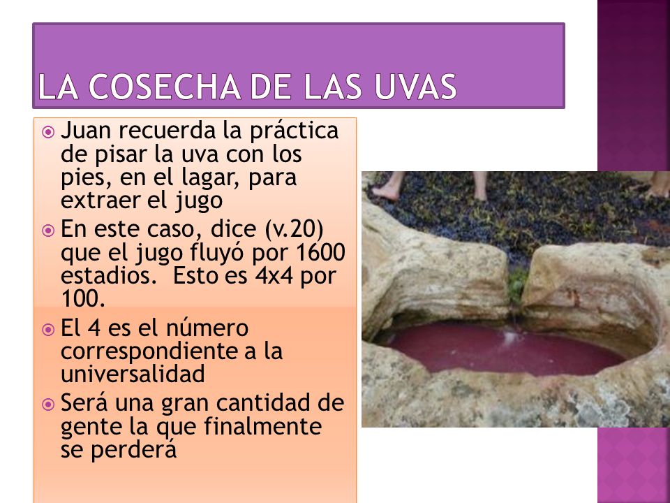 La cosecha de las uvas Juan recuerda la práctica de pisar la uva con los pies, en el lagar, para extraer el jugo.