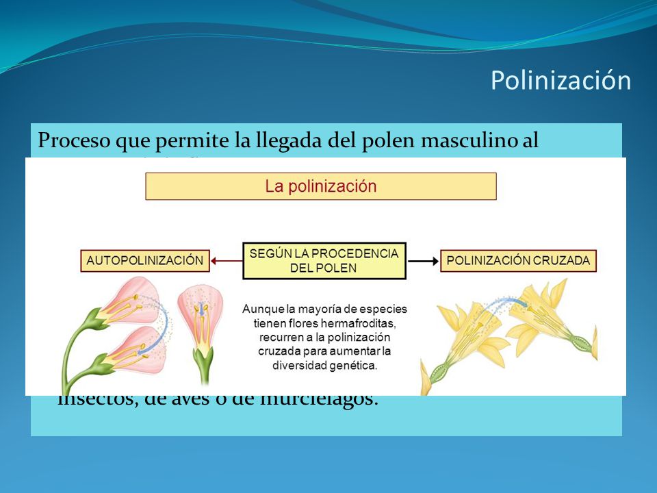 Polinización Proceso que permite la llegada del polen masculino al estigma de la flor. Puede ser: