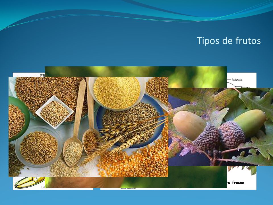Tipos de frutos