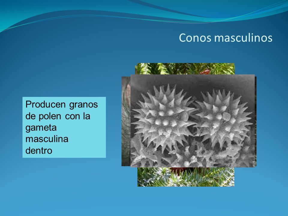 Conos masculinos Producen granos de polen con la gameta masculina