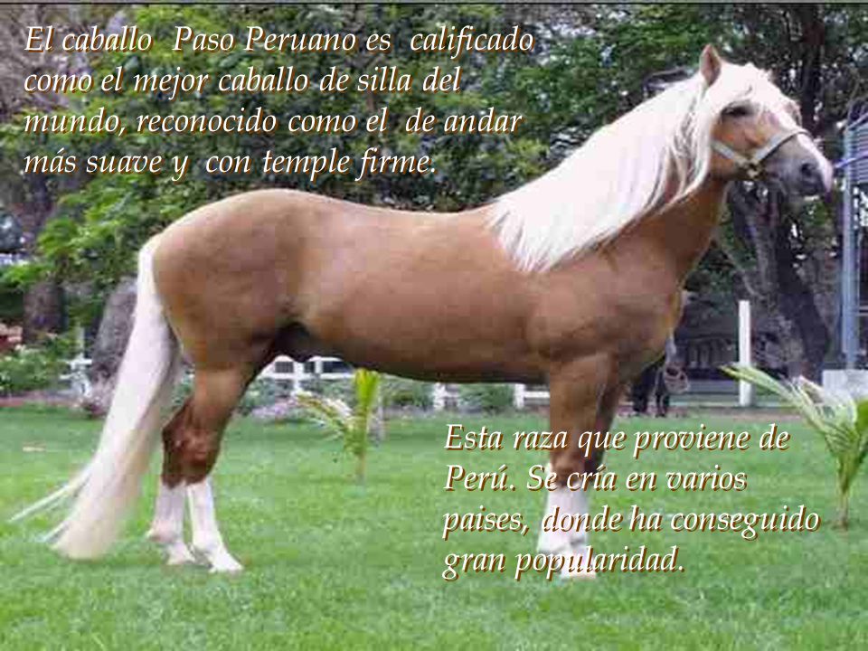 El caballo Paso Peruano es calificado como el mejor caballo de silla del mundo, reconocido como el de andar más suave y con temple firme.
