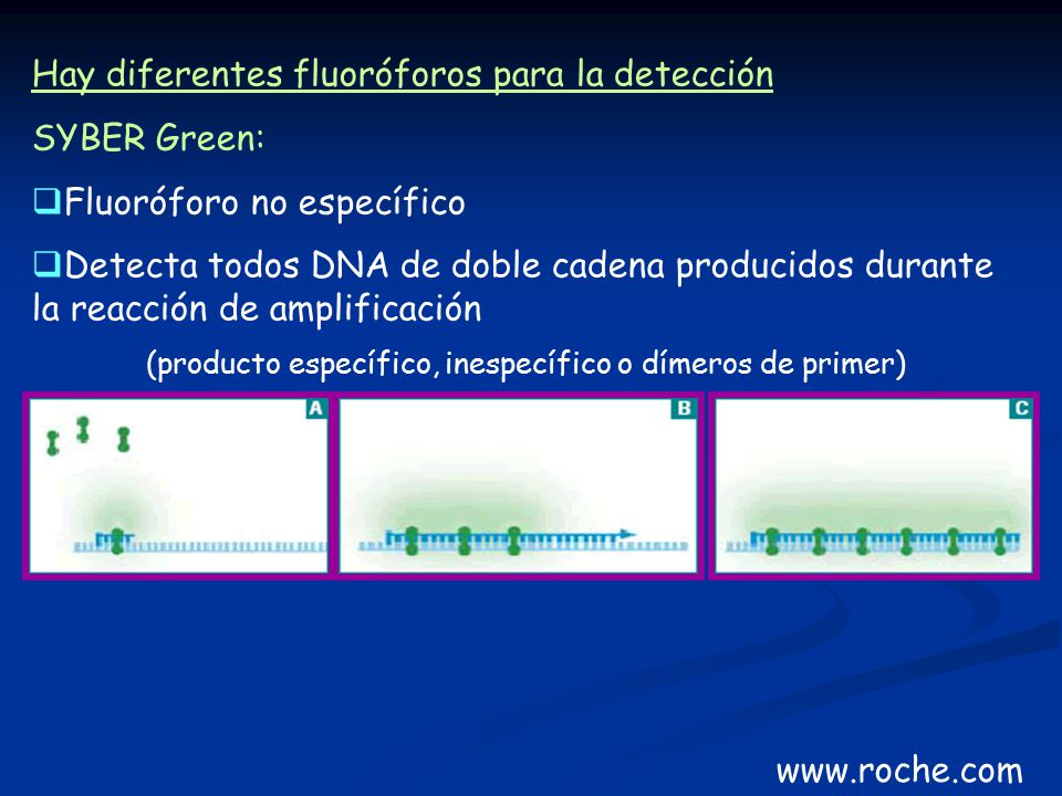 (producto específico, inespecífico o dímeros de primer)