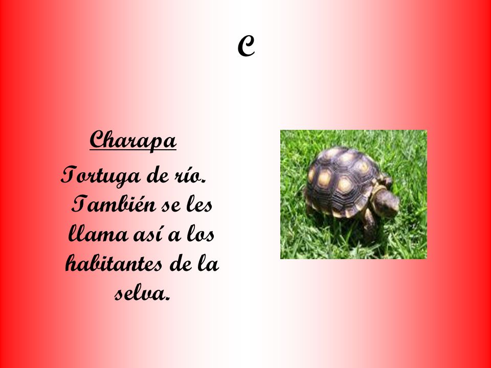 Tortuga de río. También se les llama así a los habitantes de la selva.