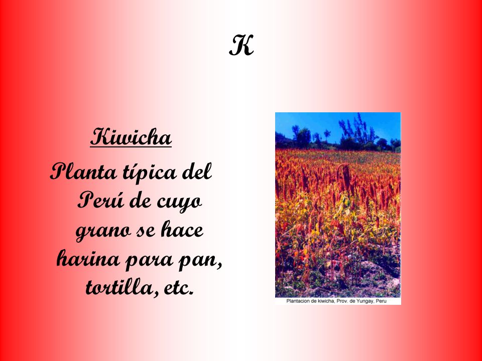 K Kiwicha Planta típica del Perú de cuyo grano se hace harina para pan, tortilla, etc.