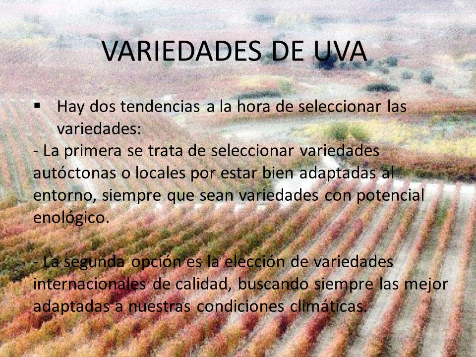 VARIEDADES DE UVA Hay dos tendencias a la hora de seleccionar las variedades: