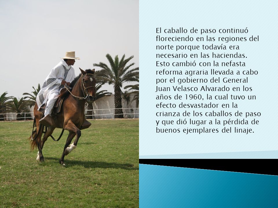 El caballo de paso continuó floreciendo en las regiones del norte porque todavía era necesario en las haciendas.