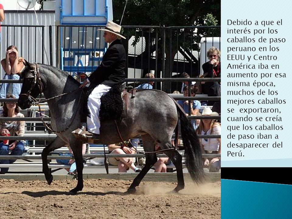 Debido a que el interés por los caballos de paso peruano en los EEUU y Centro América iba en aumento por esa misma época, muchos de los mejores caballos se exportaron, cuando se creía que los caballos de paso iban a desaparecer del Perú.