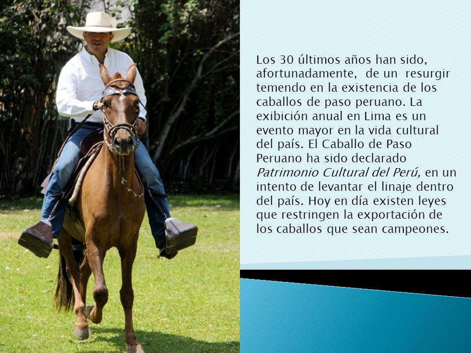 Los 30 últimos años han sido, afortunadamente, de un resurgir temendo en la existencia de los caballos de paso peruano.