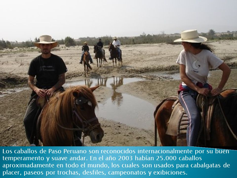 Los caballos de Paso Peruano son reconocidos internacionalmente por su buen temperamento y suave andar.