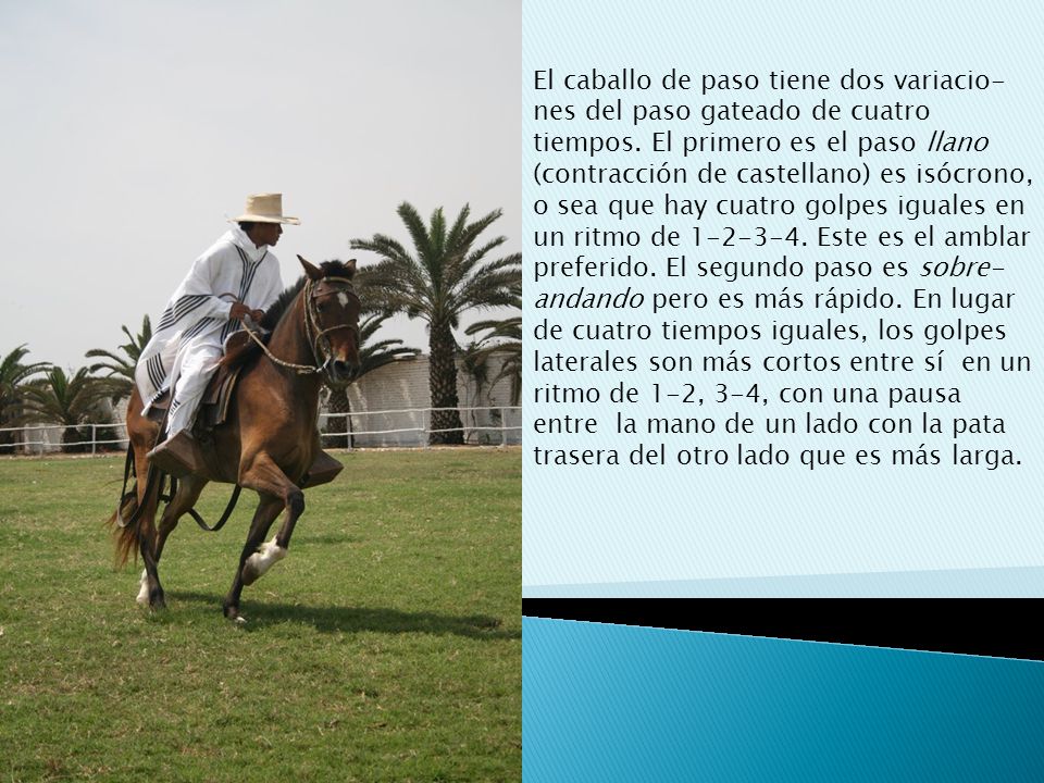 El caballo de paso tiene dos variacio- nes del paso gateado de cuatro tiempos.